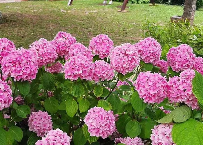 Iriski San Vakantiehuis